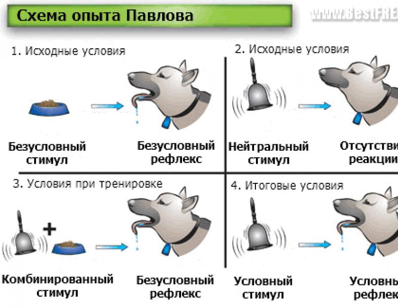 На каком рисунке лампочка действует как условный раздражитель